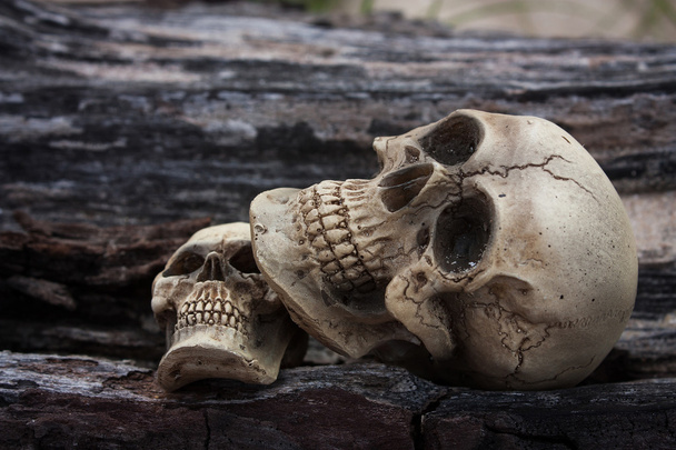 still life of skull human on timber  - Photo, Image