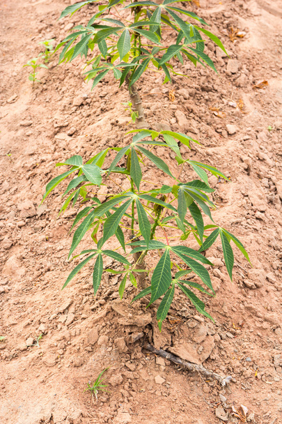 Cassava řízky zástrčka - Fotografie, Obrázek