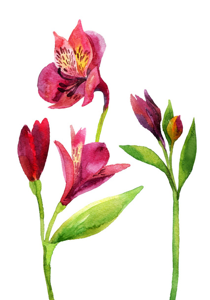 Hand painted pink alstroemeria. - Photo, Image