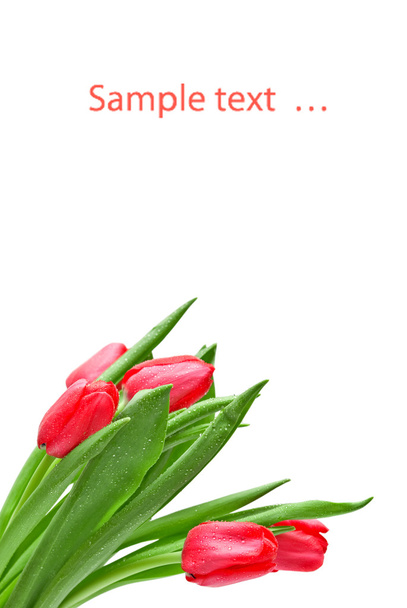 Tulips isolated on white background - Fotoğraf, Görsel