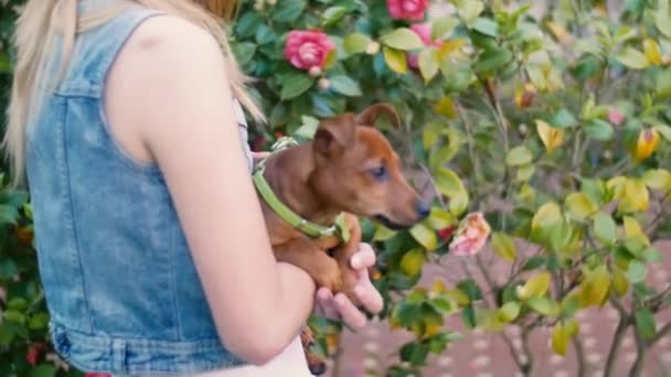 girl holding puppy - Footage, Video