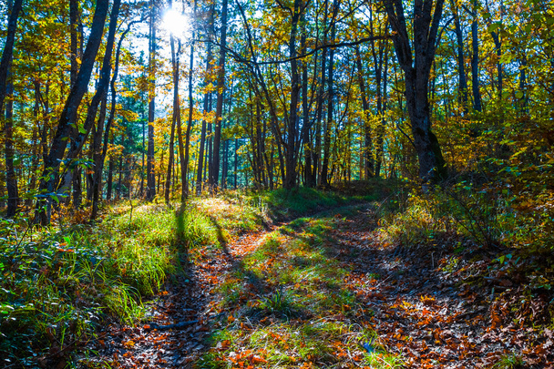 beautiful autumn forest in a rays of sun - Fotoğraf, Görsel