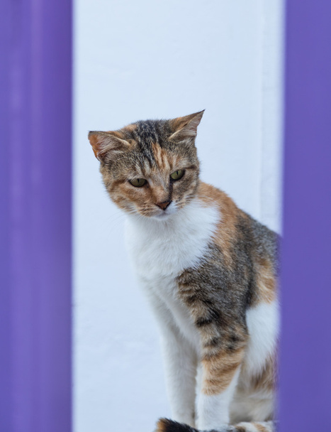 Portrait of serious cat sitting - Zdjęcie, obraz