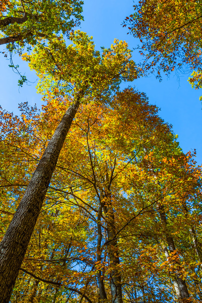 high autumn tree on a blue sky background - Photo, image