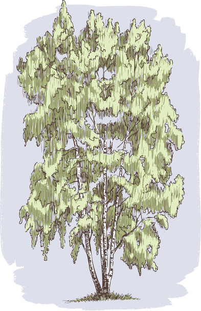 Yaz aylarında huş ağacı - Vektör, Görsel
