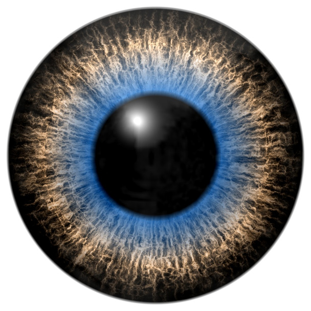 graues und blaues Auge - Foto, Bild