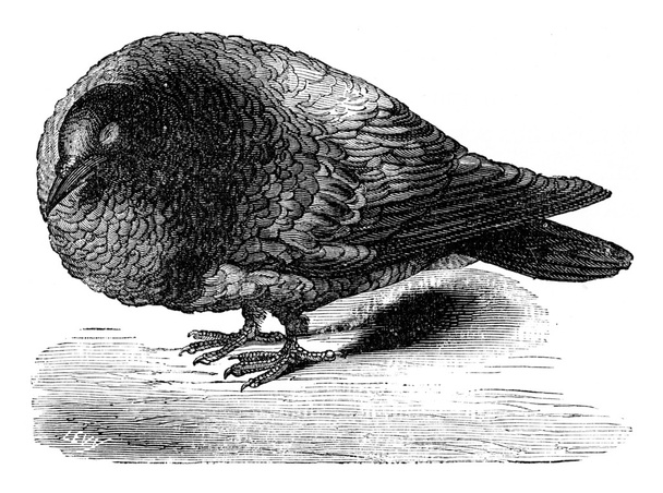 Pigeon after ablation of the cerebral lobes, vintage engraving. - Photo, Image