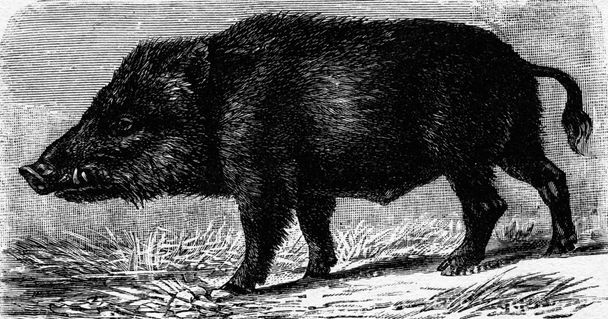 Wildschwein, Vintage Gravur. - Foto, Bild