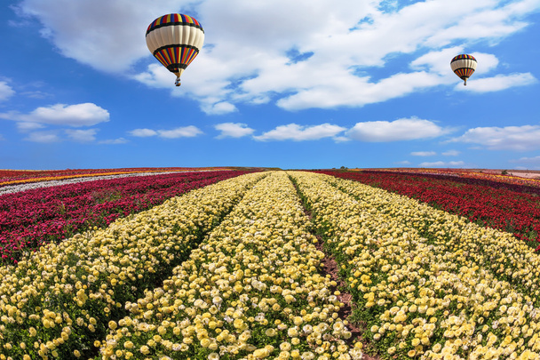 buttercups field and hot air balloons - Fotoğraf, Görsel
