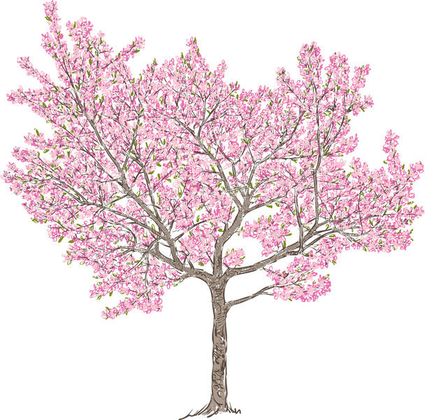 cherry tree in the spring - Vector, Image