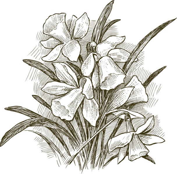 bouquet del narciso
 - Vettoriali, immagini