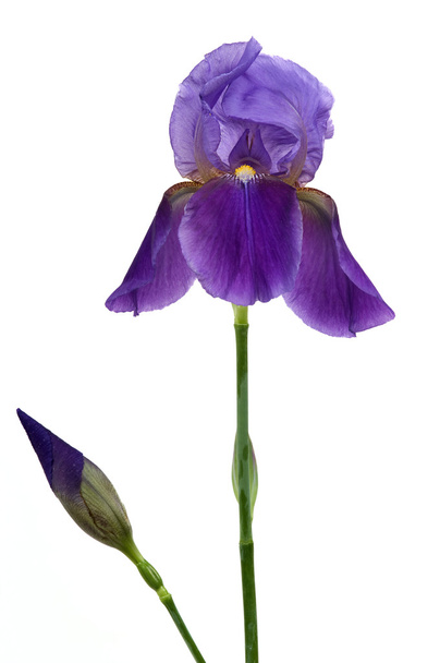 Flor de iris
 - Foto, imagen