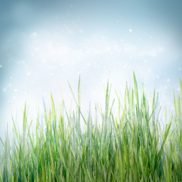 Frühling blumigen Hintergrund mit grünem Gras - Foto, Bild