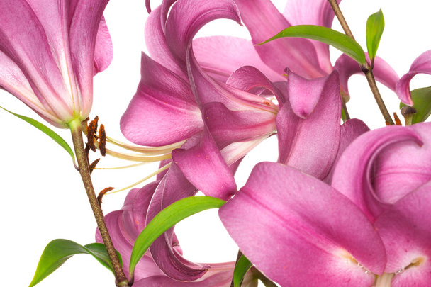 pink lily flower - Photo, Image