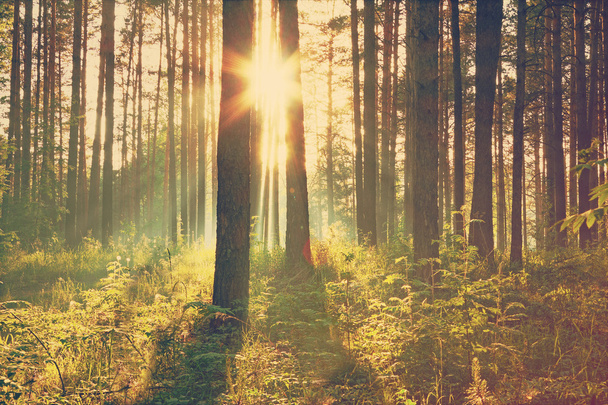 coucher de soleil lumineux dans les bois
 - Photo, image