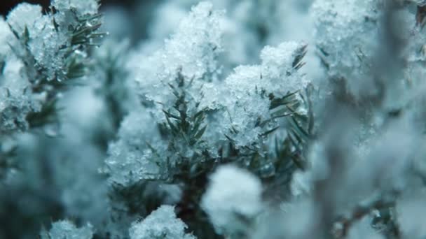 pierwszy śnieg spada na drzewo - Materiał filmowy, wideo