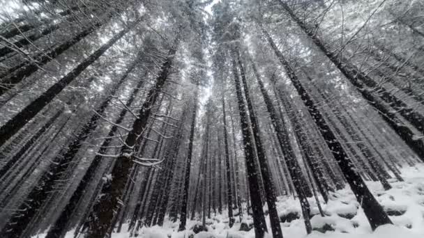 Schnee fällt im Wald - Filmmaterial, Video