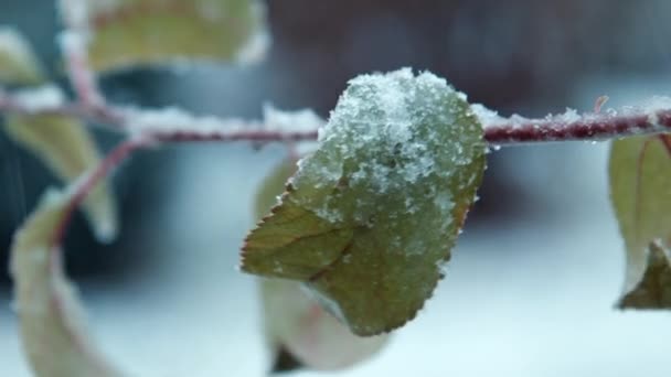 la première neige tombe sur les feuilles sur l'arbre
 - Séquence, vidéo