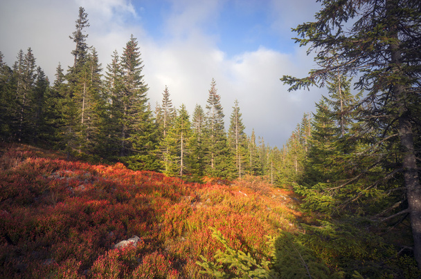autumn in carpathian mountains - Photo, image
