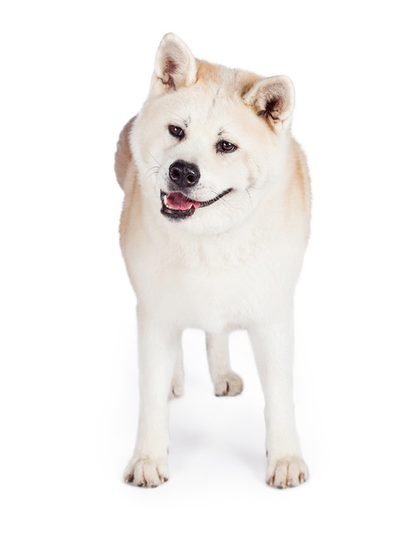 Акита-собака стоит
 - Фото, изображение