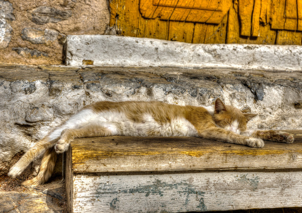 macska, egy régi ház előtt - Fotó, kép