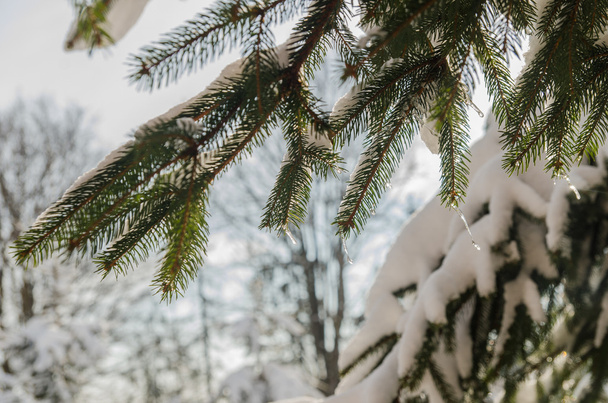 Icicle fir bush - Fotó, kép