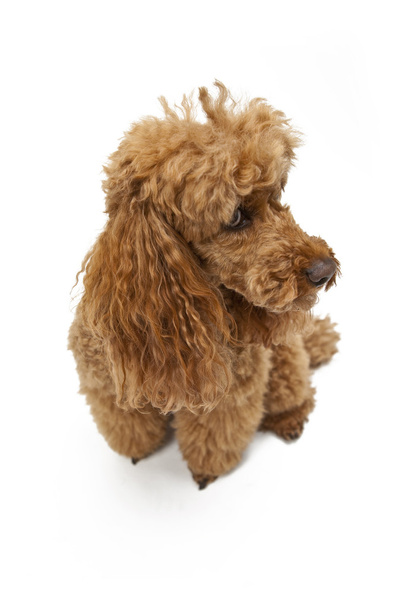 Golden Brown poodle on White Background - Фото, зображення