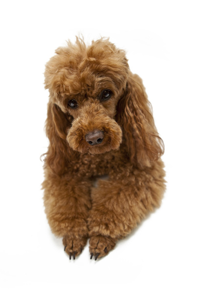 Golden Brown poodle on White Background - Photo, image