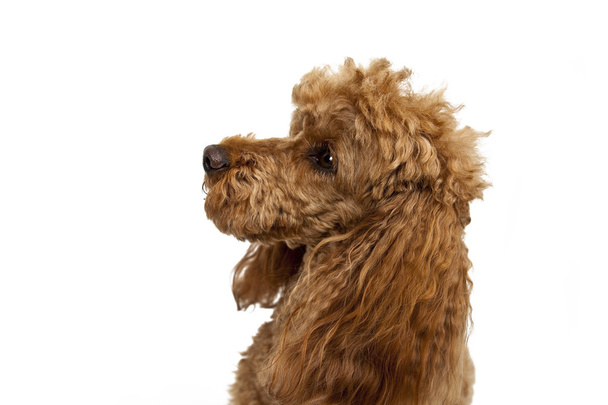 Golden Brown poodle on White Background - Foto, immagini