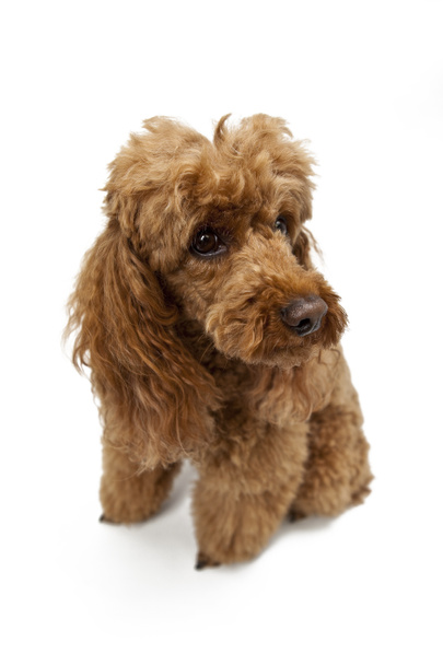 Golden Brown poodle on White Background - Photo, Image