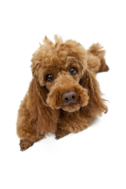 Golden Brown poodle on White Background - Photo, Image