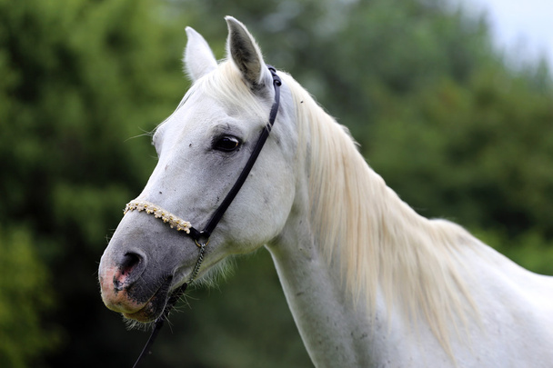 Retrato de uma égua árabe de cor cinza
 - Foto, Imagem