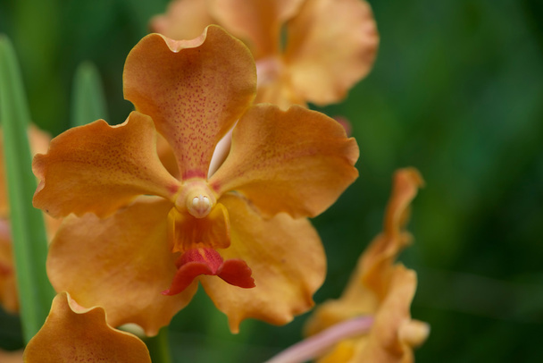Тайская орхидея с фермы орхидей Суан Пуенг
 - Фото, изображение