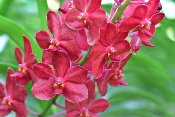 Tajski orchid z gospodarstwa Suan Pueng storczyk - Zdjęcie, obraz
