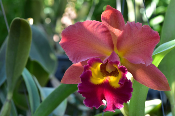 Тайская орхидея с фермы орхидей Суан Пуенг
 - Фото, изображение