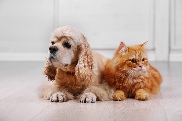 American cocker spaniel and red cat together on floor in room - Foto, afbeelding