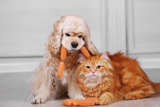 American cocker spaniel and red cat with sausage on floor in room - Foto, afbeelding