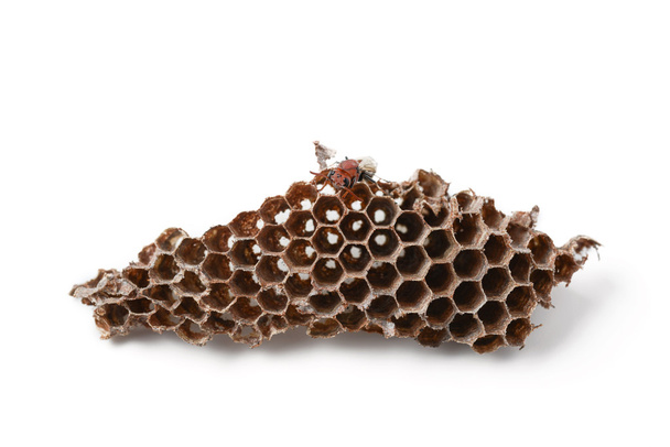 wasp nest with Insect larvae - Zdjęcie, obraz