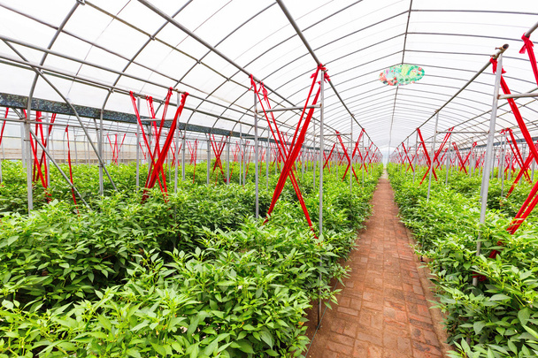 interior of vegetable greenhouse - Photo, Image