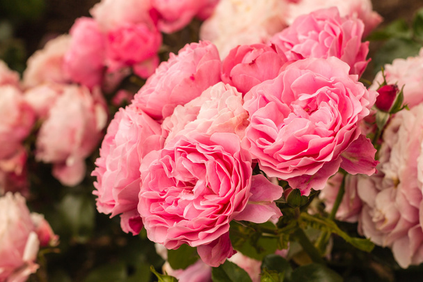 pink tea roses in bloom - Fotoğraf, Görsel