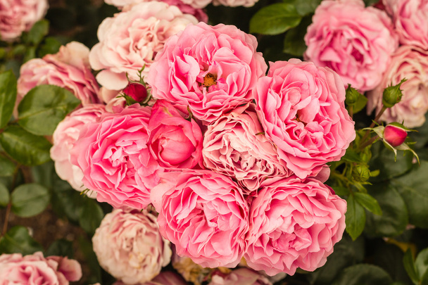 rózsaszín floribunda rózsa virágzik - Fotó, kép