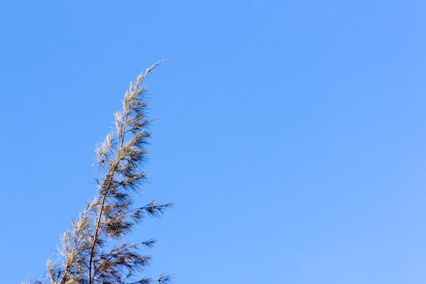 Cresta de pino de cedro
 - Foto, imagen
