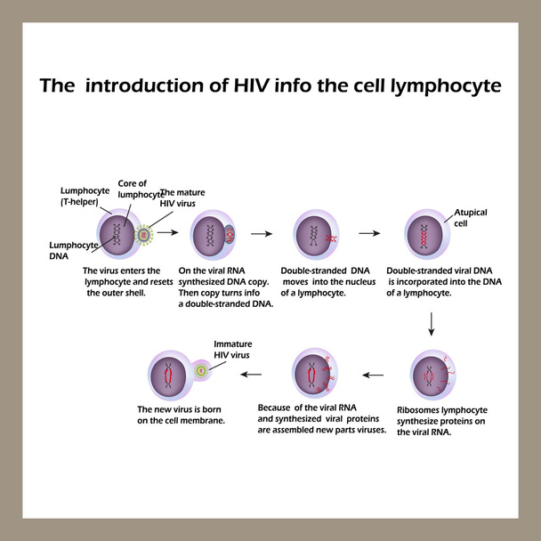 Le cycle de vie du VIH. Infographie. Journée mondiale du sida. Illustration vectorielle
 - Vecteur, image
