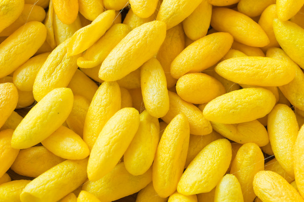 Background of many yellow Cocoon - Foto, immagini