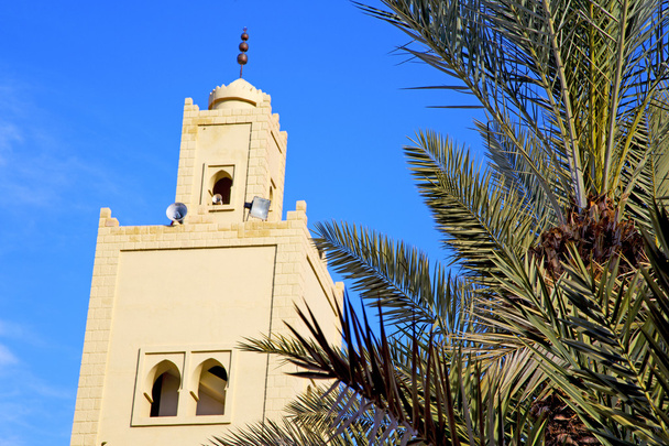  le symbole historique du palmier africain marocain
 - Photo, image