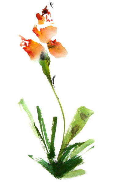 花を描いた水彩画 - 写真・画像