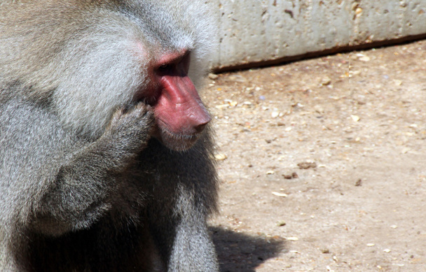 Papion babuíno sentado em silêncio
 - Foto, Imagem