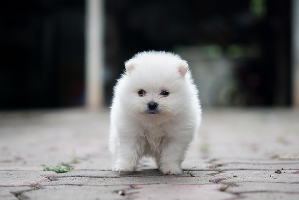 ritratto di un cucciolo bianco di Pomerania
 - Foto, immagini