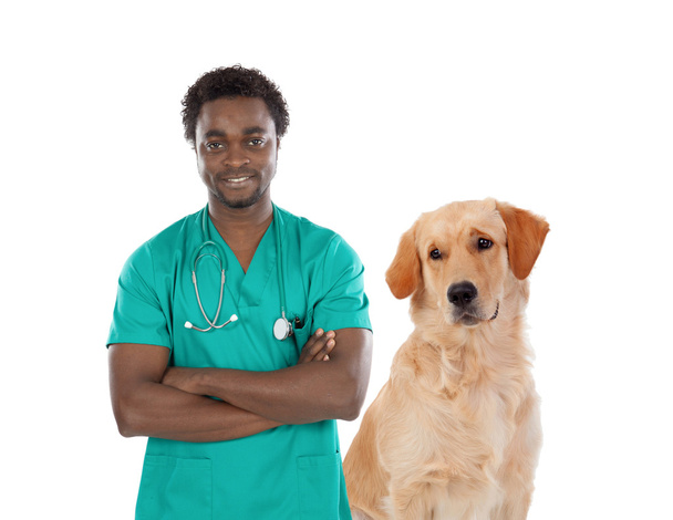 vétérinaire avec chien Labrador
 - Photo, image