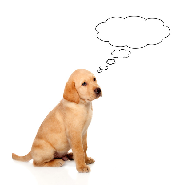 Golden Retriever pies rasa myślenia - Zdjęcie, obraz